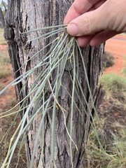 Grevillea parallela
