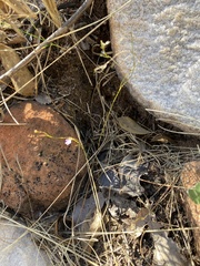 Stylidium pachyrrhizum