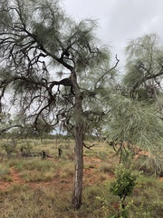 Grevillea parallela