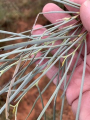 Grevillea parallela