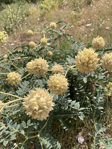 Astragalus echinops
