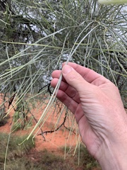 Grevillea parallela