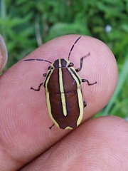 Agonosoma flavolineatum