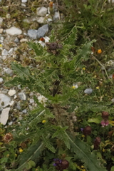 Cirsium spinosissimum