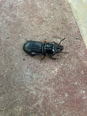 Odontotaenius disjunctus