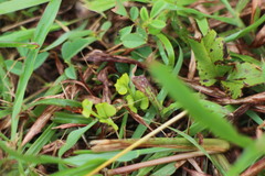 Lindsaea heterophylla