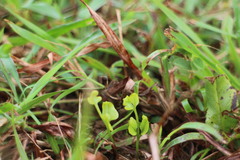 Lindsaea heterophylla