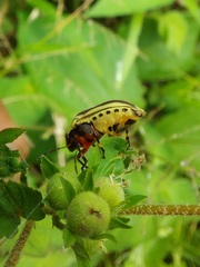 Agonosoma flavolineatum