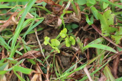 Lindsaea heterophylla