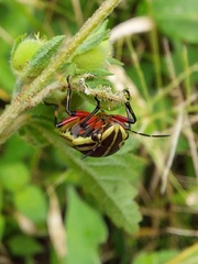 Agonosoma flavolineatum