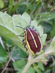 Agonosoma flavolineatum