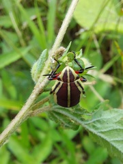 Agonosoma flavolineatum