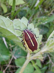 Agonosoma flavolineatum