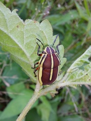 Agonosoma flavolineatum