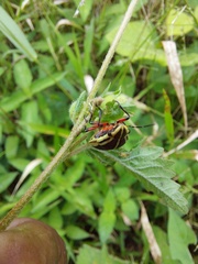 Agonosoma flavolineatum