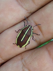 Agonosoma flavolineatum