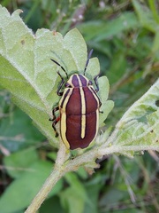 Agonosoma flavolineatum