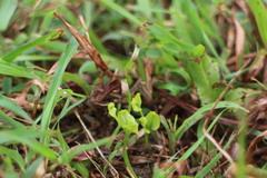 Lindsaea heterophylla