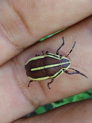 Agonosoma flavolineatum