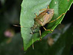 Dalpada maculata