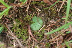 Nervilia cumberlegii