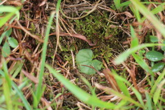 Nervilia cumberlegii