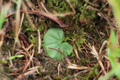 Nervilia cumberlegii