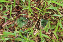 Nervilia cumberlegii