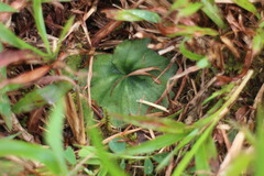 Nervilia cumberlegii