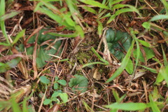 Nervilia cumberlegii