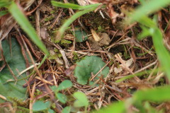 Nervilia cumberlegii