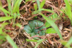 Nervilia cumberlegii