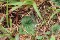 Nervilia cumberlegii