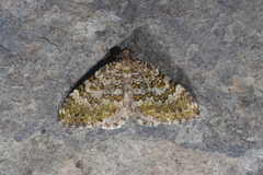 Entephria flavicinctata