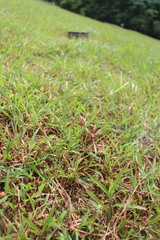 Nervilia cumberlegii