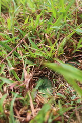 Nervilia cumberlegii