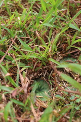 Nervilia cumberlegii