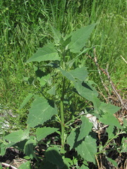 Atriplex oblongifolia