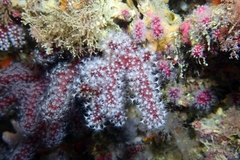 Alcyonium acaule