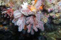 Alcyonium acaule