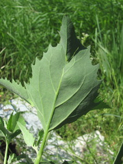 Atriplex oblongifolia