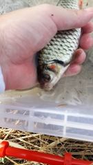 Systomus orphoides