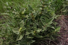 Eriosemopsis subanisophylla
