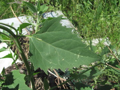 Atriplex oblongifolia