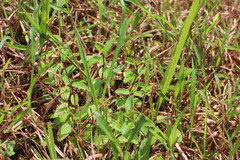 Melastoma × intermedium