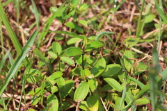 Melastoma × intermedium