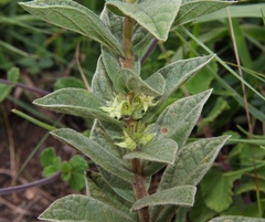 Eriosemopsis subanisophylla