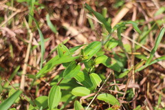 Melastoma × intermedium