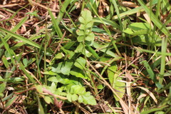 Lindsaea heterophylla