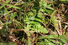 Lindsaea heterophylla